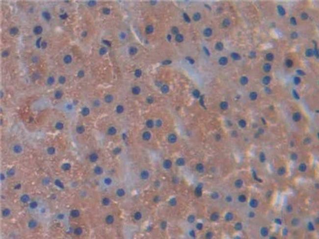 Myostatin Antibody in Immunohistochemistry (Paraffin) (IHC (P))