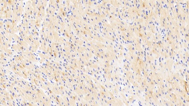 NOVA1 Antibody in Immunohistochemistry (Paraffin) (IHC (P))