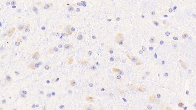 OPHN1 Antibody in Immunohistochemistry (Paraffin) (IHC (P))