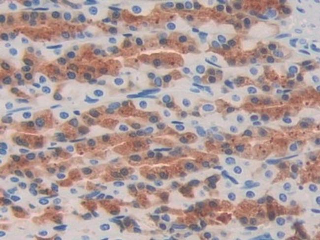 OIT3 Antibody in Immunohistochemistry (Paraffin) (IHC (P))