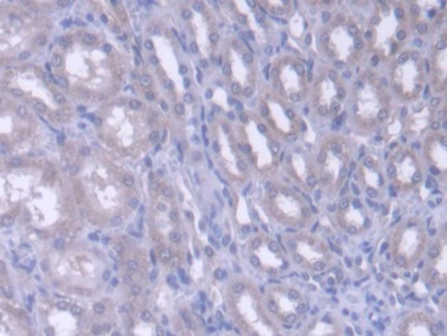 FARS2 Antibody in Immunohistochemistry (Paraffin) (IHC (P))