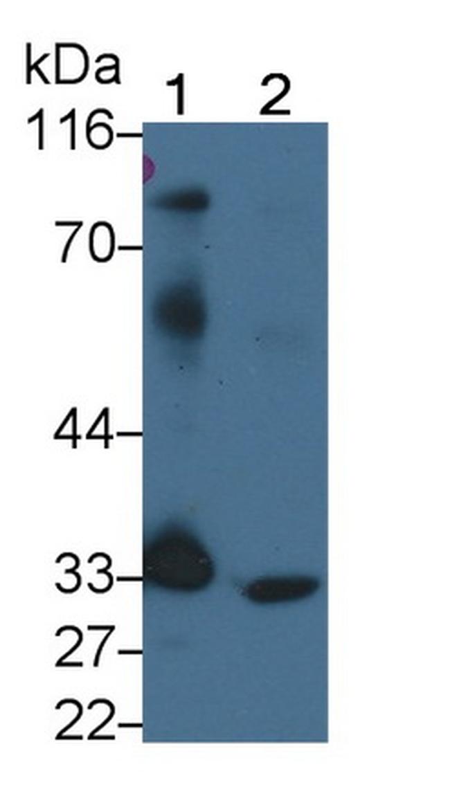 PD-L1 Antibody in Western Blot (WB)