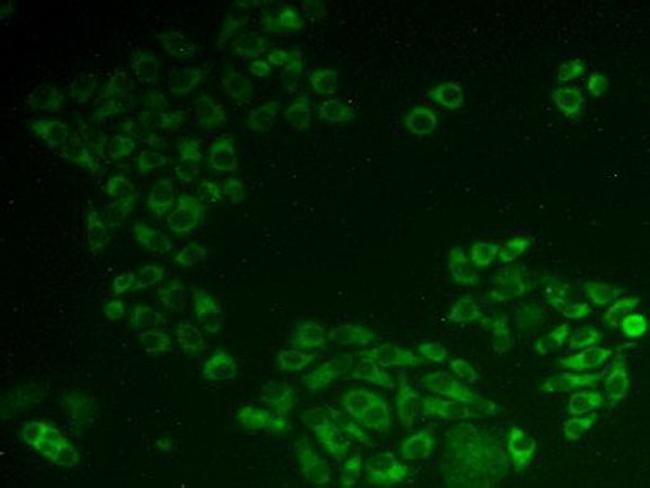 PDCD6 Antibody in Immunocytochemistry (ICC/IF)