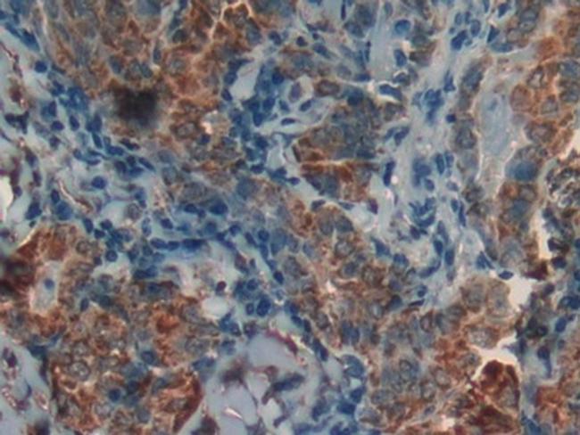 Prohibitin Antibody in Immunohistochemistry (Paraffin) (IHC (P))