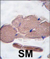 Myostatin Antibody in Immunohistochemistry (Paraffin) (IHC (P))