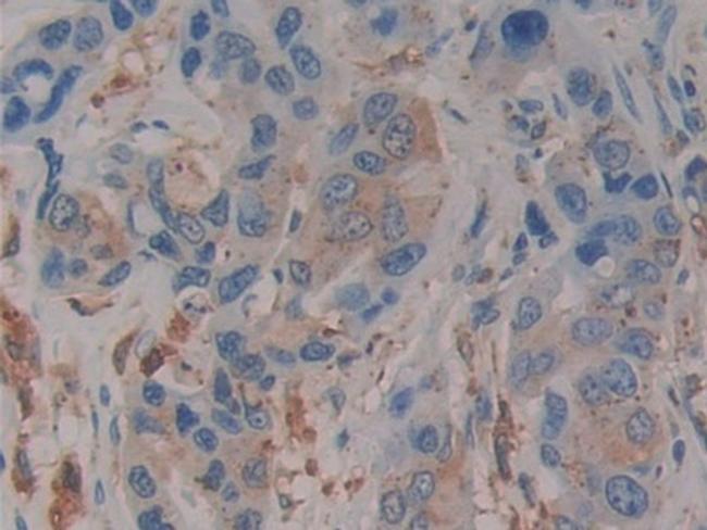 PSAP Antibody in Immunohistochemistry (Paraffin) (IHC (P))