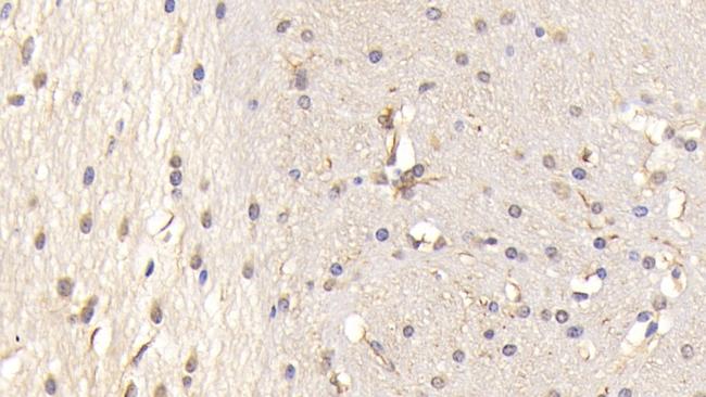 PTPRS Antibody in Immunohistochemistry (Paraffin) (IHC (P))