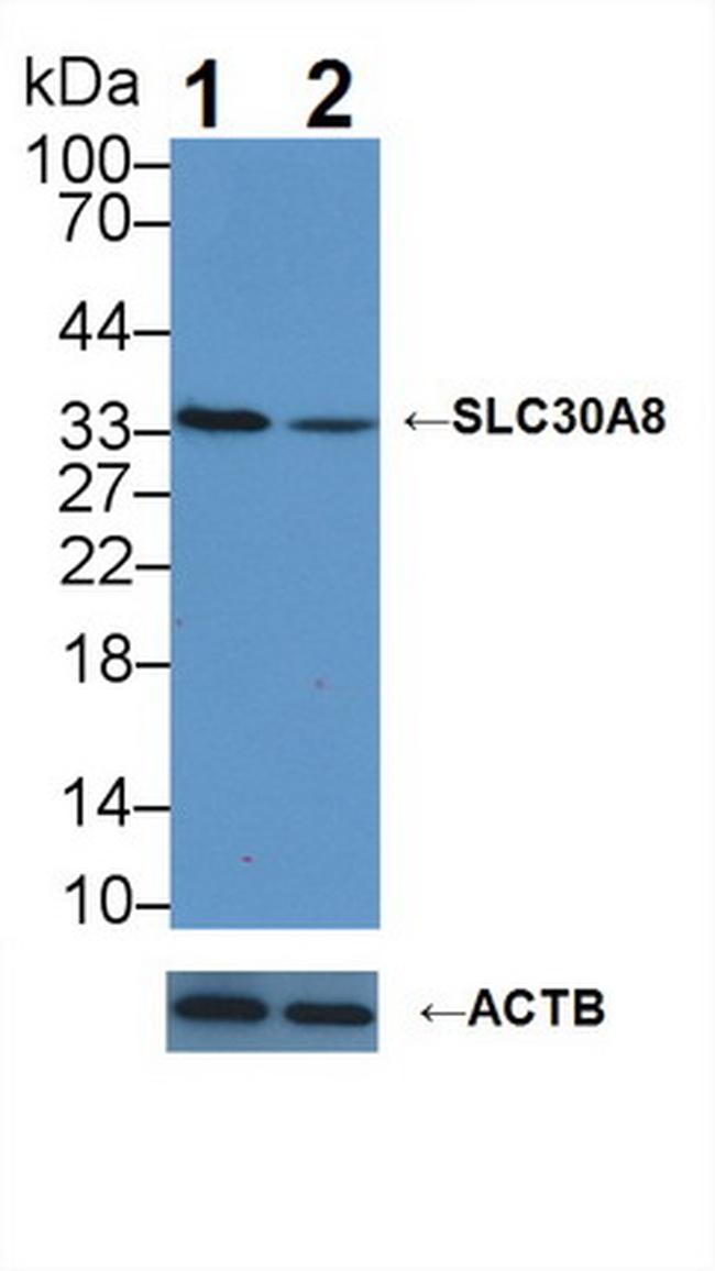 Slc30A8 Antibody in Western Blot (WB)