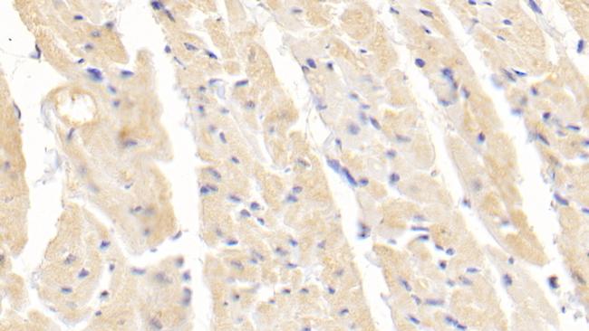 SOD1 Antibody in Immunohistochemistry (Paraffin) (IHC (P))