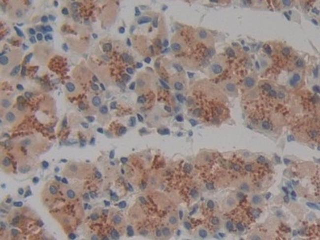 VNN1 Antibody in Immunohistochemistry (Paraffin) (IHC (P))