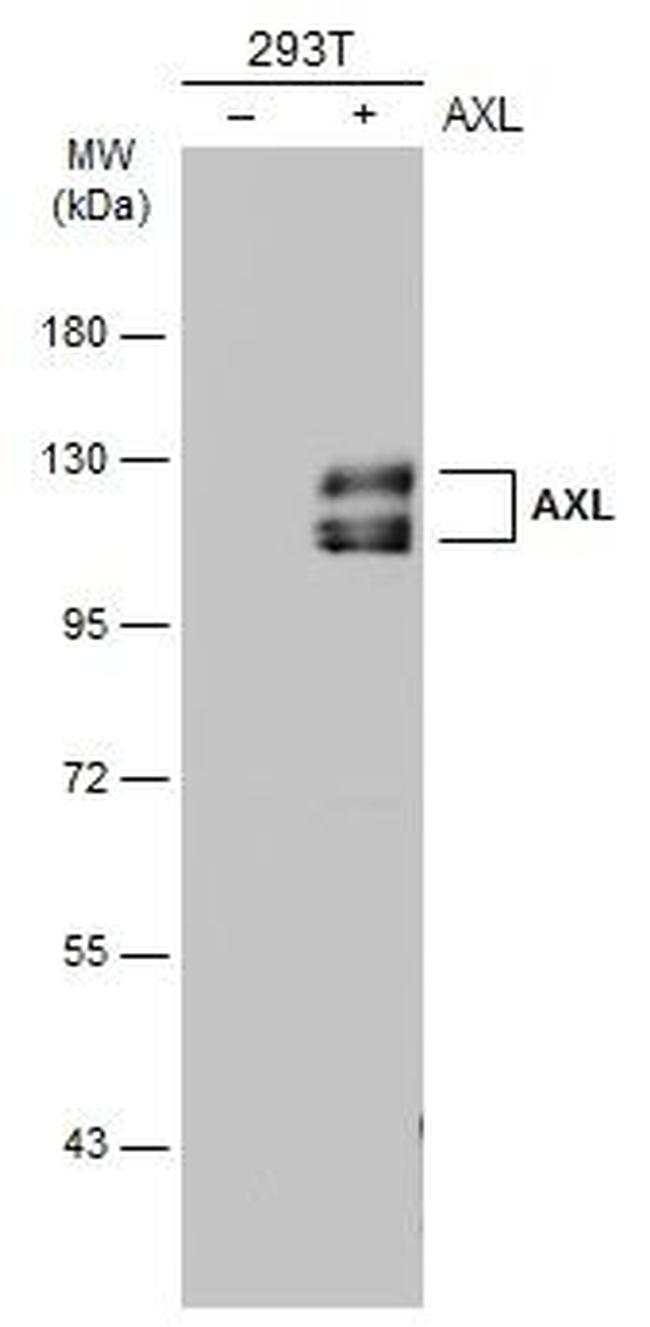 Axl Antibody in Western Blot (WB)