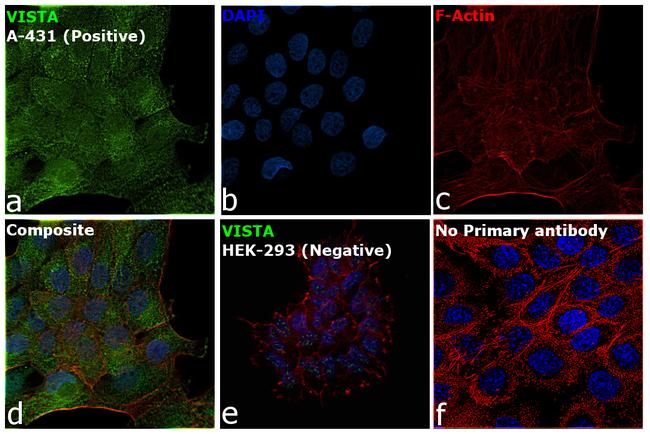 VISTA Antibody in Immunocytochemistry (ICC/IF)