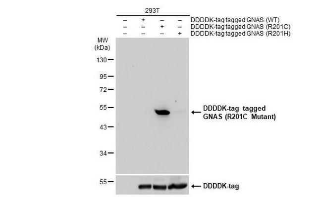 GNAS (R201C Mutant) Antibody in Western Blot (WB)