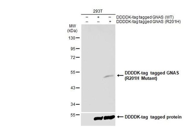 GNAS (R201H Mutant) Antibody in Western Blot (WB)