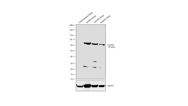 HA Tag Antibody in Western Blot (WB)