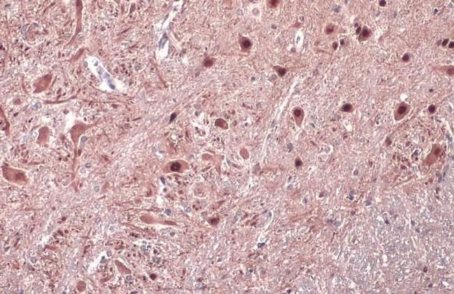 ISL2 Antibody in Immunohistochemistry (Paraffin) (IHC (P))