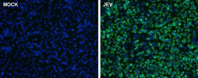 Japanese Encephalitis Virus Core Protein C Antibody in Immunocytochemistry (ICC/IF)