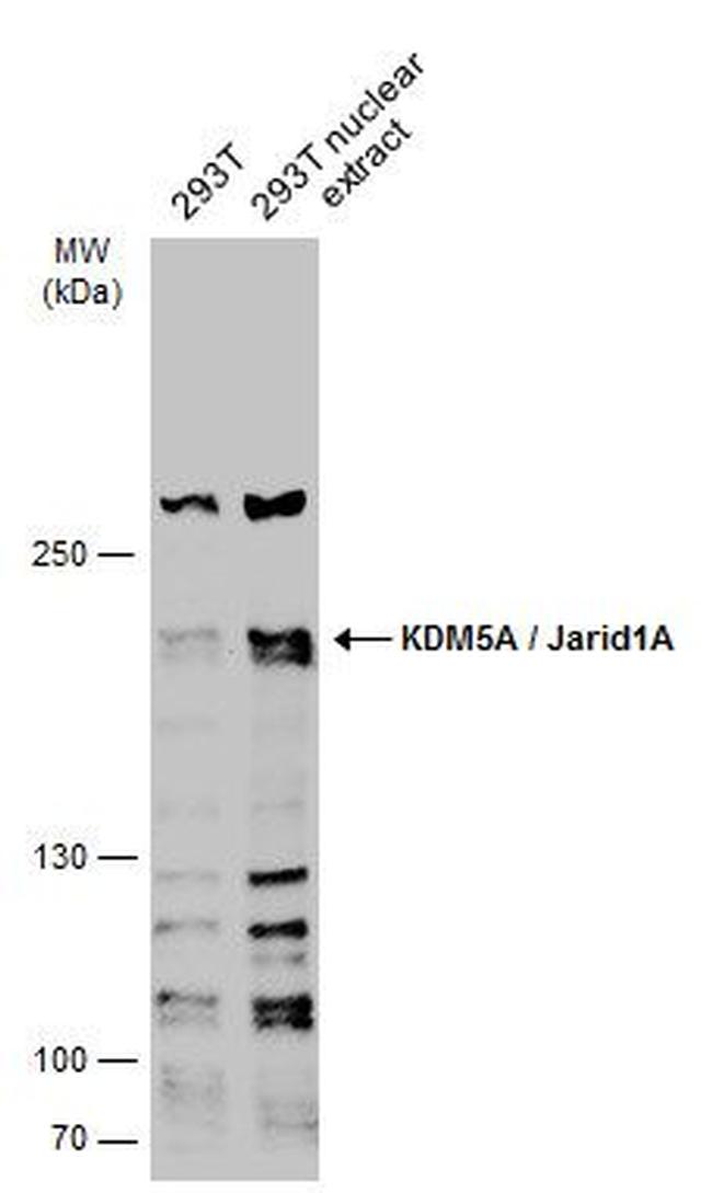 KDM5A Antibody in Western Blot (WB)