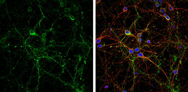 VGLUT2 Antibody in Immunocytochemistry (ICC/IF)