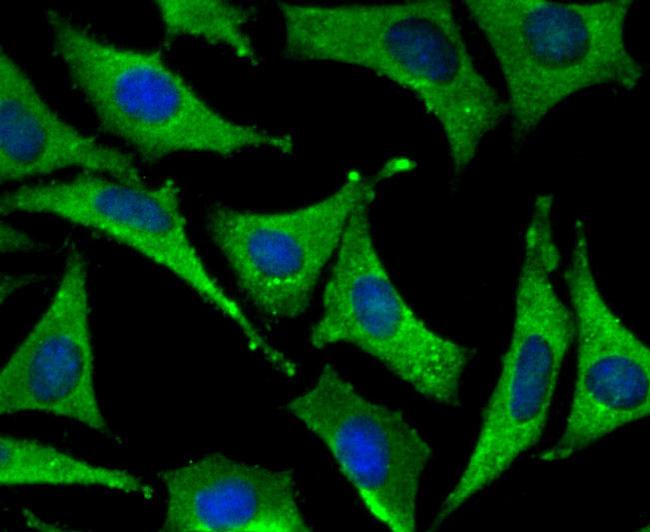 SFRP1 Antibody in Immunocytochemistry (ICC/IF)