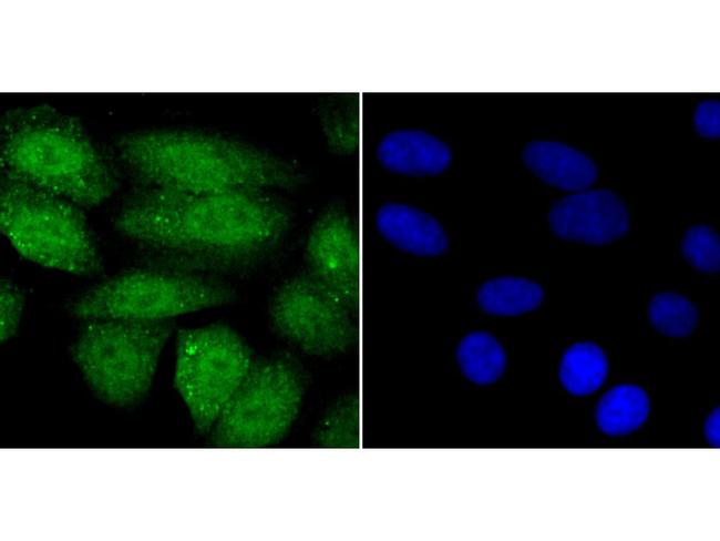 SHP-1 Antibody in Immunocytochemistry (ICC/IF)