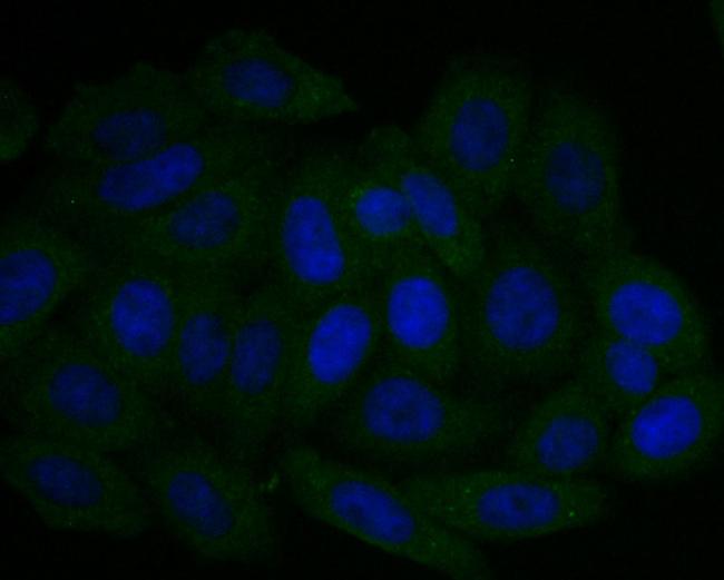 UQCRC2 Antibody in Immunocytochemistry (ICC/IF)