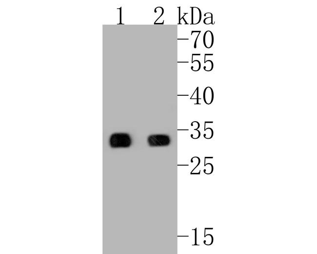 PYCR1 Antibody in Western Blot (WB)