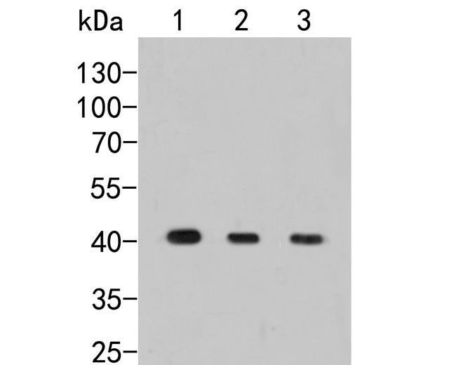 Pleckstrin Antibody in Western Blot (WB)