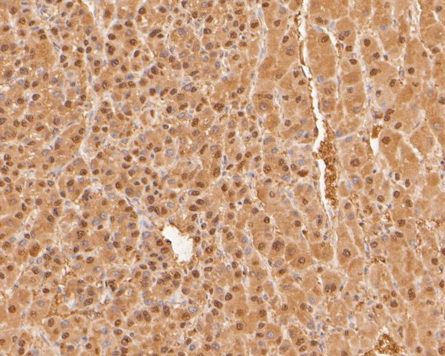 PSMA7 Antibody in Immunohistochemistry (Paraffin) (IHC (P))