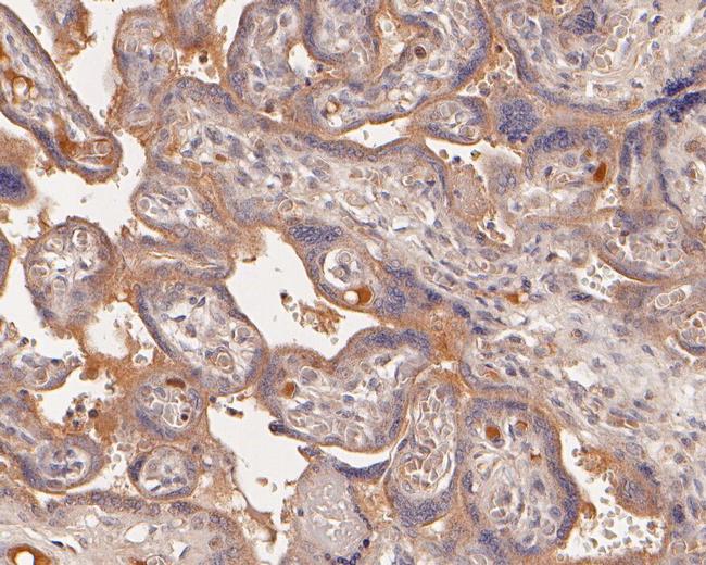 C1 inhibitor Antibody in Immunohistochemistry (Paraffin) (IHC (P))