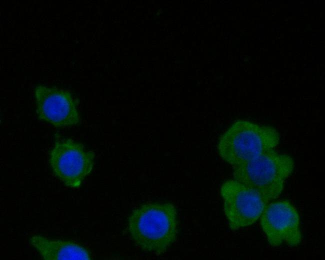 RARS Antibody in Immunocytochemistry (ICC/IF)