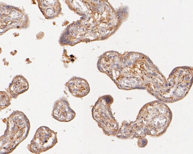 GAMT Antibody in Immunohistochemistry (Paraffin) (IHC (P))