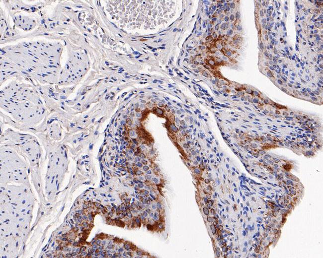 TRIM25 Antibody in Immunohistochemistry (Paraffin) (IHC (P))