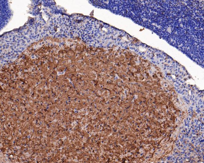 ASIC4 Antibody in Immunohistochemistry (Paraffin) (IHC (P))