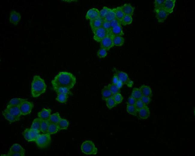 Glypican 5 Antibody in Immunocytochemistry (ICC/IF)