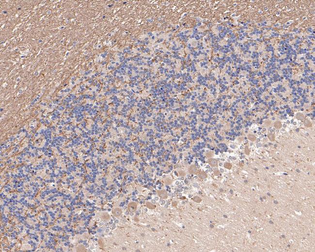 NDE1 Antibody in Immunohistochemistry (Paraffin) (IHC (P))