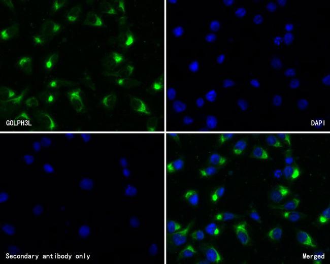 GOLPH3L Antibody in Immunocytochemistry (ICC/IF)