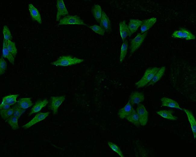 Endothelin 3 Antibody in Immunocytochemistry (ICC/IF)