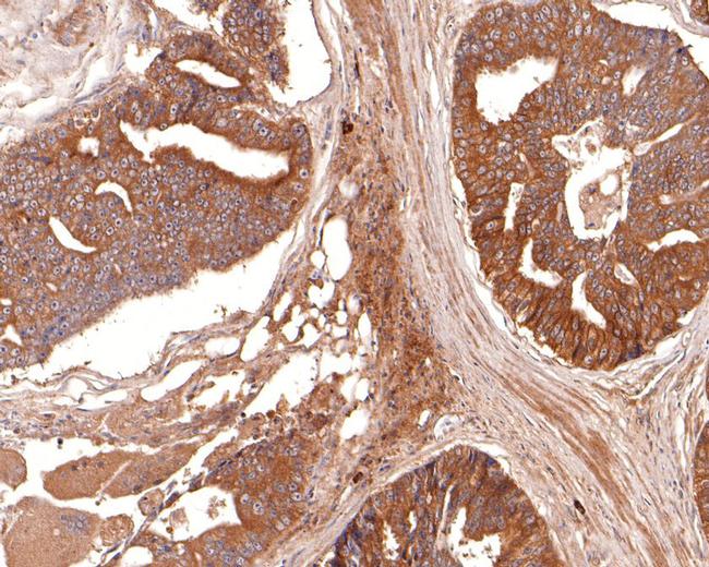 Aquaporin 3 Antibody in Immunohistochemistry (Paraffin) (IHC (P))