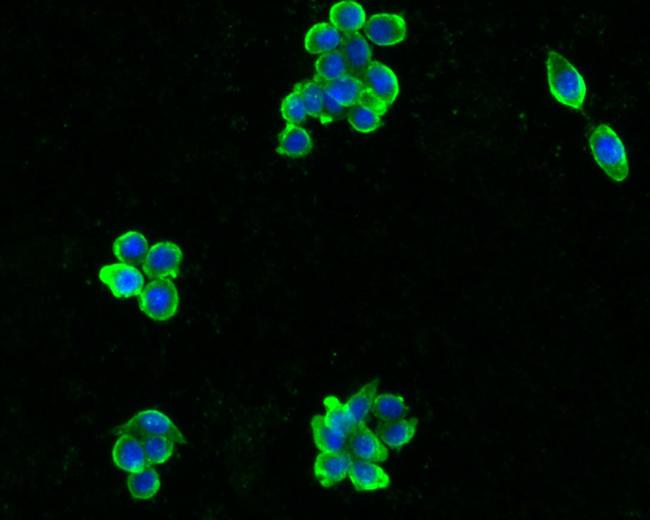 PYY Antibody in Immunocytochemistry (ICC/IF)