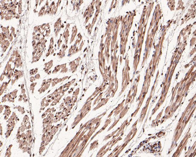 TEF1 Antibody in Immunohistochemistry (Paraffin) (IHC (P))