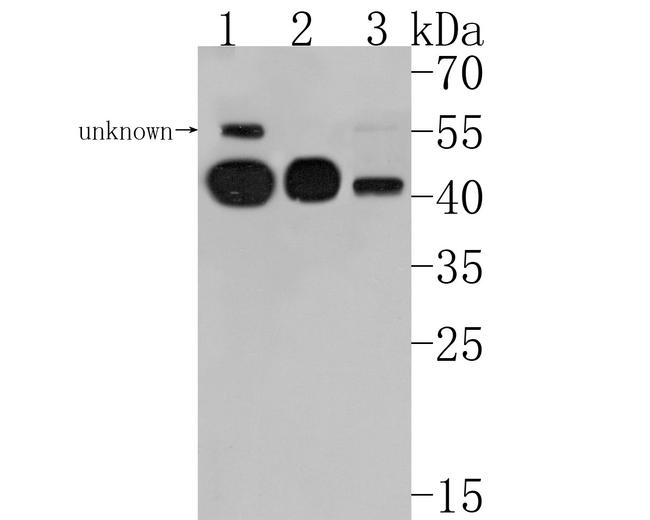 HLA-E Antibody in Western Blot (WB)