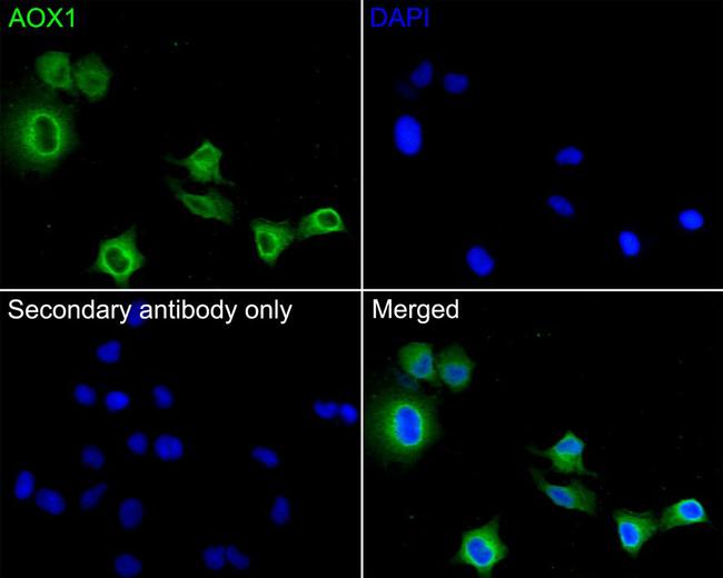 AOX1 Antibody in Immunocytochemistry (ICC/IF)