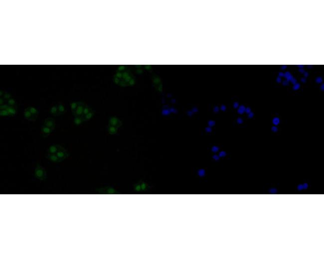 HMGB2 Antibody in Immunocytochemistry (ICC/IF)