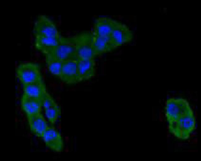 CCL3 (MIP-1 alpha) Antibody in Immunocytochemistry (ICC/IF)