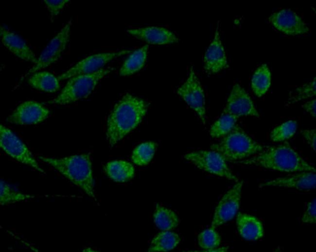 HSPA9 Antibody in Immunocytochemistry (ICC/IF)