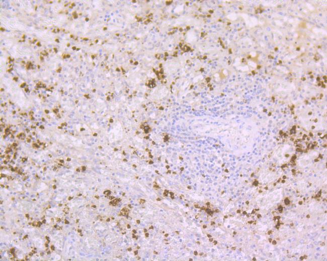 RNASE3 Antibody in Immunohistochemistry (Paraffin) (IHC (P))