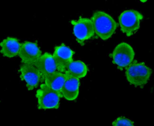 NF-H Antibody in Immunocytochemistry (ICC/IF)