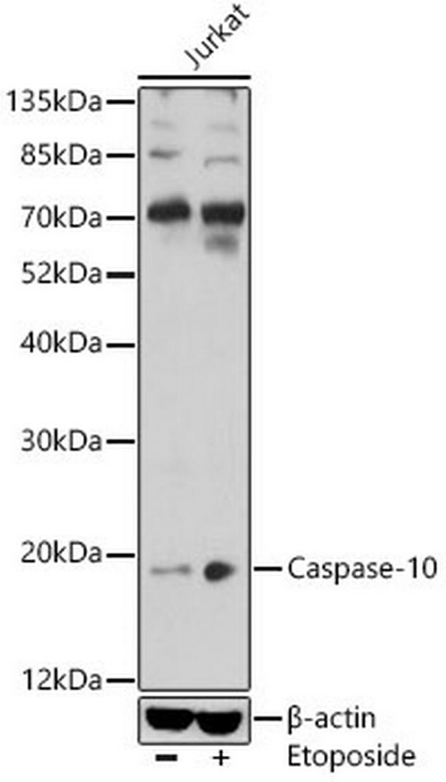 Caspase 10 Antibody in Western Blot (WB)