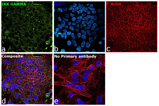 IKK gamma Antibody in Immunocytochemistry (ICC/IF)